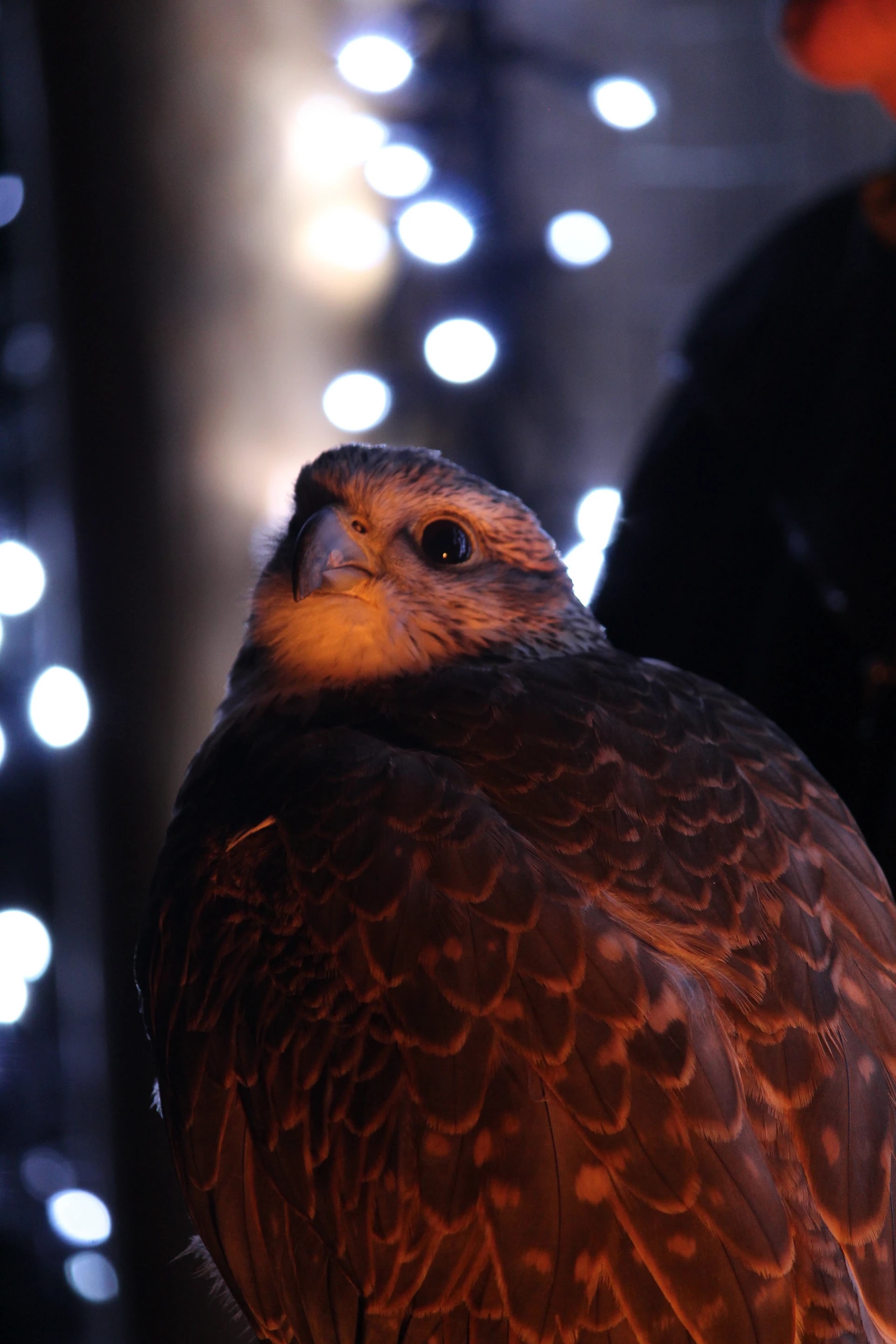 Bird with lights
