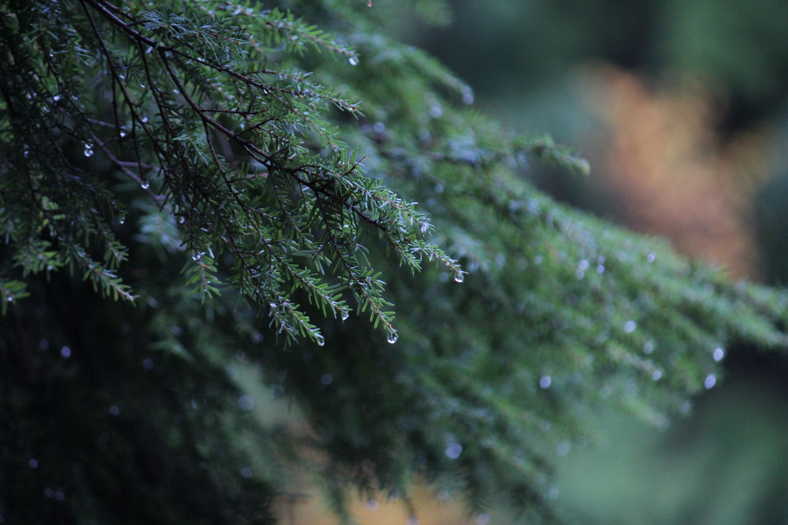 Rain tree